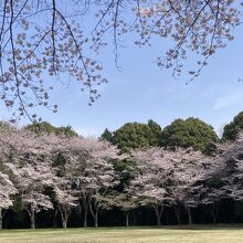 綺麗な桜