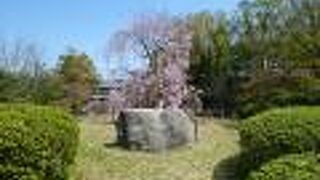 八重紅枝垂が見頃