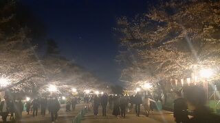 久しぶりに満開の夜桜を見てきました