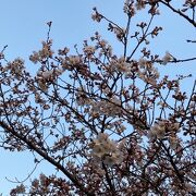 権現堂桜堤