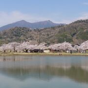 桜&#127800;のトンネルと 旧城下町真壁町 &北条大池