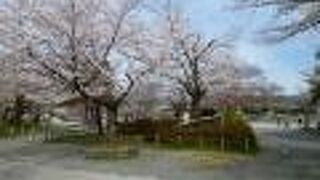 渡月橋から南側に広がる公園は、桜で春爛漫