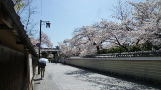 建仁寺山門の右手に咲くソメイヨシノが絶景
