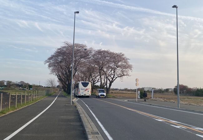 春は綺麗な桜が見ることができる