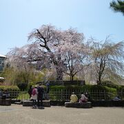 ソメイヨシノがきれいに咲き集う円山公園