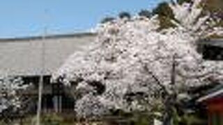 宸殿前に樹齢150年を超えるしだれ桜は絶景