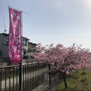 河津桜を満喫