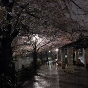 夜桜が綺麗だと思いましたが・・・