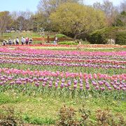 馬見丘陵公園のチューリップフェア