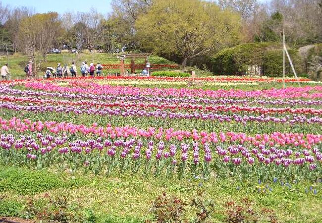 馬見丘陵公園のチューリップフェア