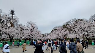 これだけ桜が綺麗だと、花見をしたくなりますよね。でも、今はコロナでできません。