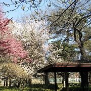 紅白の梅や早春の花など3月初旬から彩りいっぱい