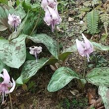 呉服座の奥にカタクリの群生地があります