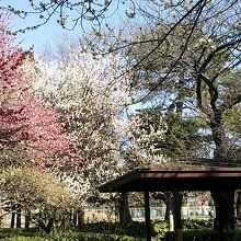 東屋の周りは紅白の梅が満開