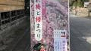 しだれ梅と落ち椿