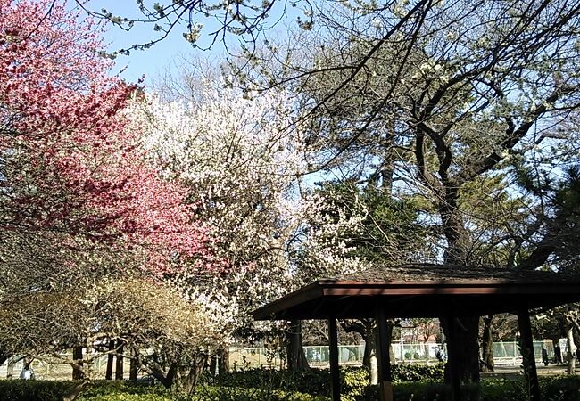 紅白の梅や早春の花など3月初旬から彩りいっぱい