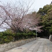 桜も綺麗でした。