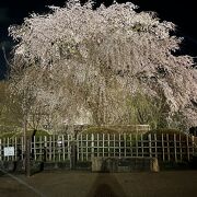枝垂れ桜が満開でした