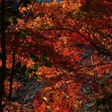 秋の日差しに紅葉がまぶしい