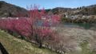 梅を見に行きました。