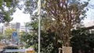 人に見てもらえないのでみすぼらしい…！？