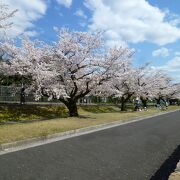 運動公園に咲く桜が満開