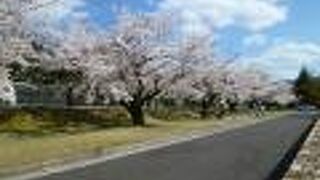 運動公園に咲く桜が満開