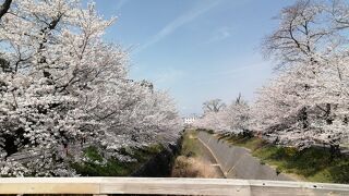 ここでも桜まつり