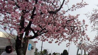 桜も見事。河津温泉の桜が散ると満開になるタイミング。