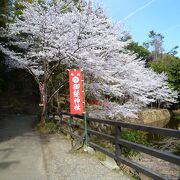 参道の桜がとてもきれいな御髪神社