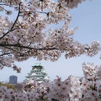 満開の大阪城の桜