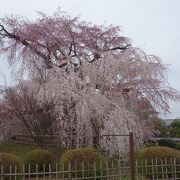 円山公園の枝垂桜が，今年も元気に咲きました。