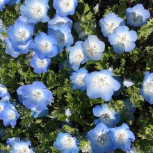 奇麗に咲いたネモフィラの花