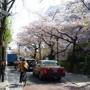 丁度桜の花吹雪を楽しむことができた木屋町通