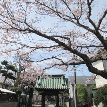 門の前にも桜