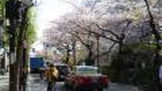 丁度桜の花吹雪を楽しむことができた木屋町通