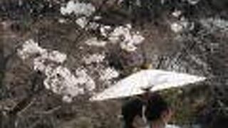 千眼桜は満開のちょっと前でした