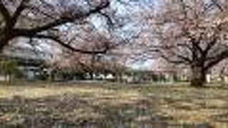 桜チラホラ (◕ᴗ◕✿)→真っ盛り！→花びらの絨毯！