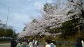 高台寺公園のソメイヨシノが満開