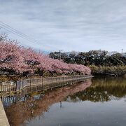 水面に映る河津桜