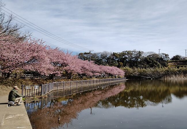 水面に映る河津桜