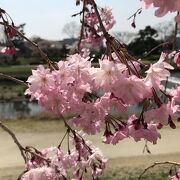濃いピンクがとても鮮やか「半木のしだれ桜」