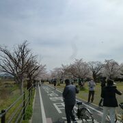 桂川の起点傍にある公園の桜が満開