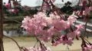 濃いピンクがとても鮮やか「半木のしだれ桜」