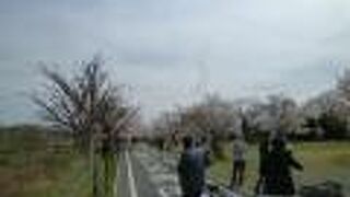 桂川の起点傍にある公園の桜が満開