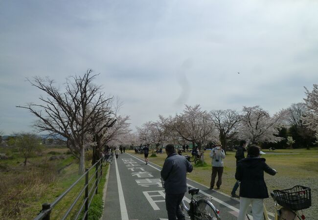 桂川の起点傍にある公園の桜が満開