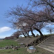 桜の木がたくさんありました