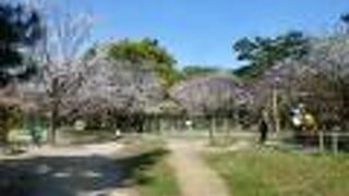 春には親子連れで桜も楽しめる公園