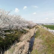 ここもなかなかの花見スポット