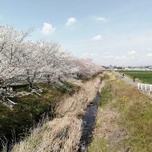 竜泉寺川の桜並木